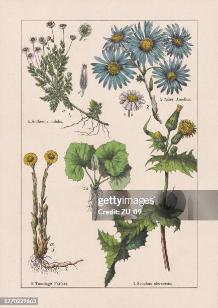magnoliiden, asteraceae, chromolithograph, veröffentlicht 1895 - milk thistle stock-grafiken, -clipart, -cartoons und -symbole