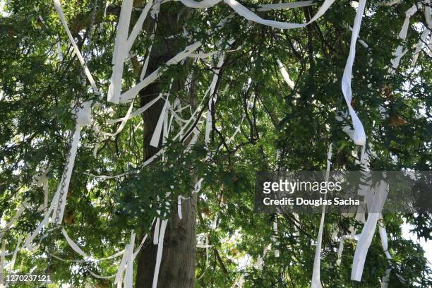 toilet paper hanging on a tree as a prank - toilet paper tree 個照片及圖片檔