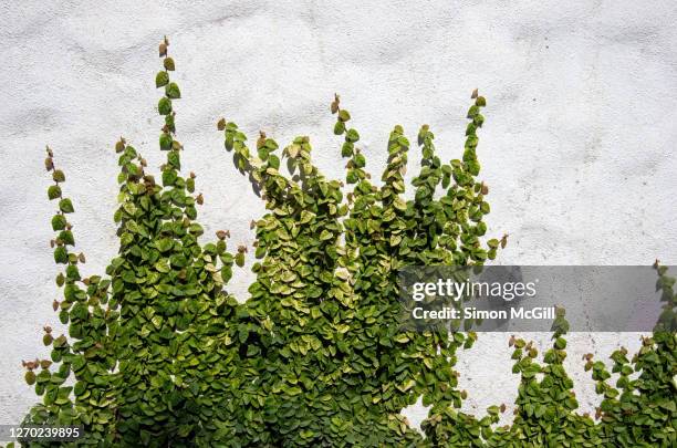 creeping/climbing fig (ficus pumila) on a bumpy white stucco surrounding wall - cubierto de vegetación fotografías e imágenes de stock