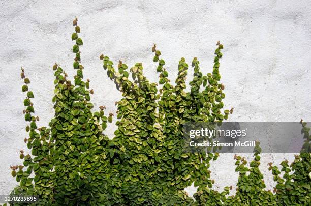 creeping/climbing fig (ficus pumila) on a bumpy white stucco surrounding wall - overgrown stock pictures, royalty-free photos & images