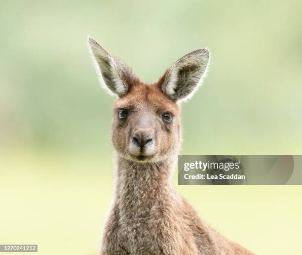 kangaroo portrait - kangaroo stock pictures, royalty-free photos & images