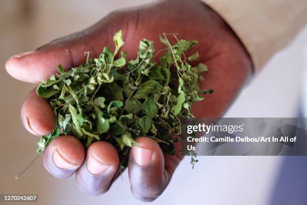 Dried lemongrass moringa in hand on Septembre 25, 2018 in Bunjako, Central Region, Uganda.