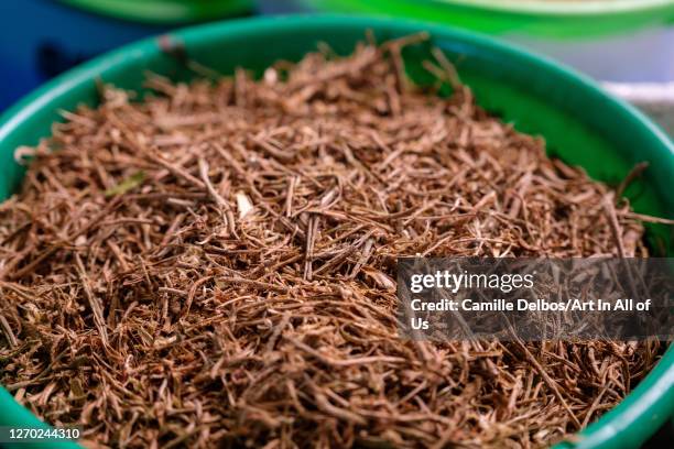 Close up on dried ashwaganda roots used for herbal tea on Septembre 25, 2018 in Bunjako island, Mpigi district, Uganda.