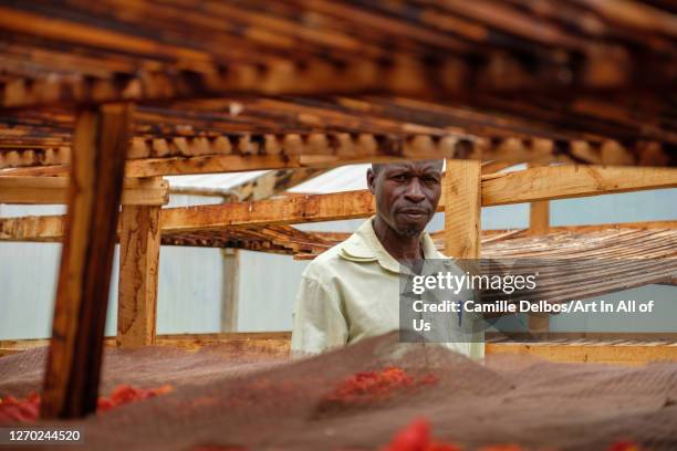 Field officer in a solar air dryer with unfocus hot pepper on foreground on Septembre 25, 2018 in Bunjako, Central Region, Uganda.