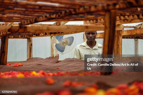 Field officer in a solar air dryer with unfocus hot pepper on foreground on Septembre 25, 2018 in Bunjako, Central Region, Uganda.