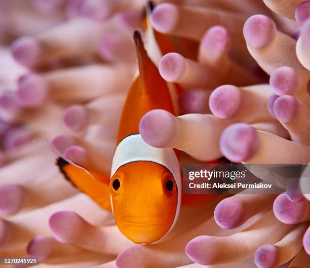 clown fish in anemone - clown fish stock pictures, royalty-free photos & images