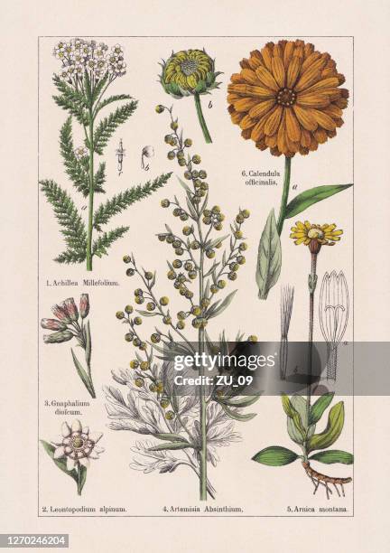 stockillustraties, clipart, cartoons en iconen met magnoliids, asteraceae, chromolithograaf, gepubliceerd in 1895 - calendula