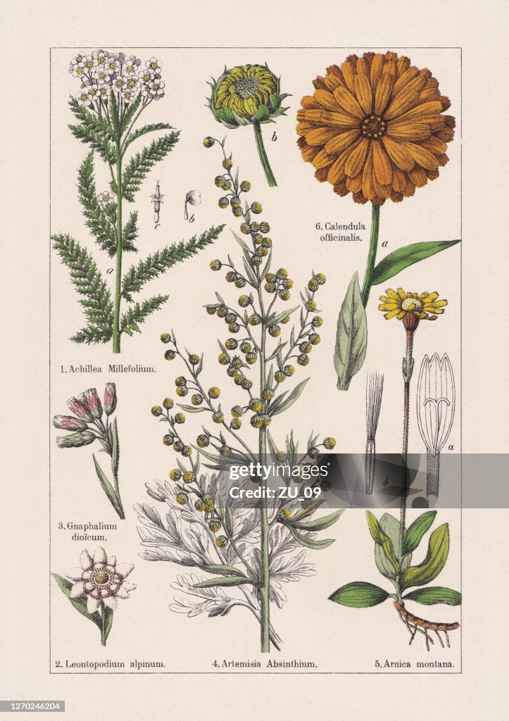 Magnoliids, Asteraceae, chromolithograph, published in 1895