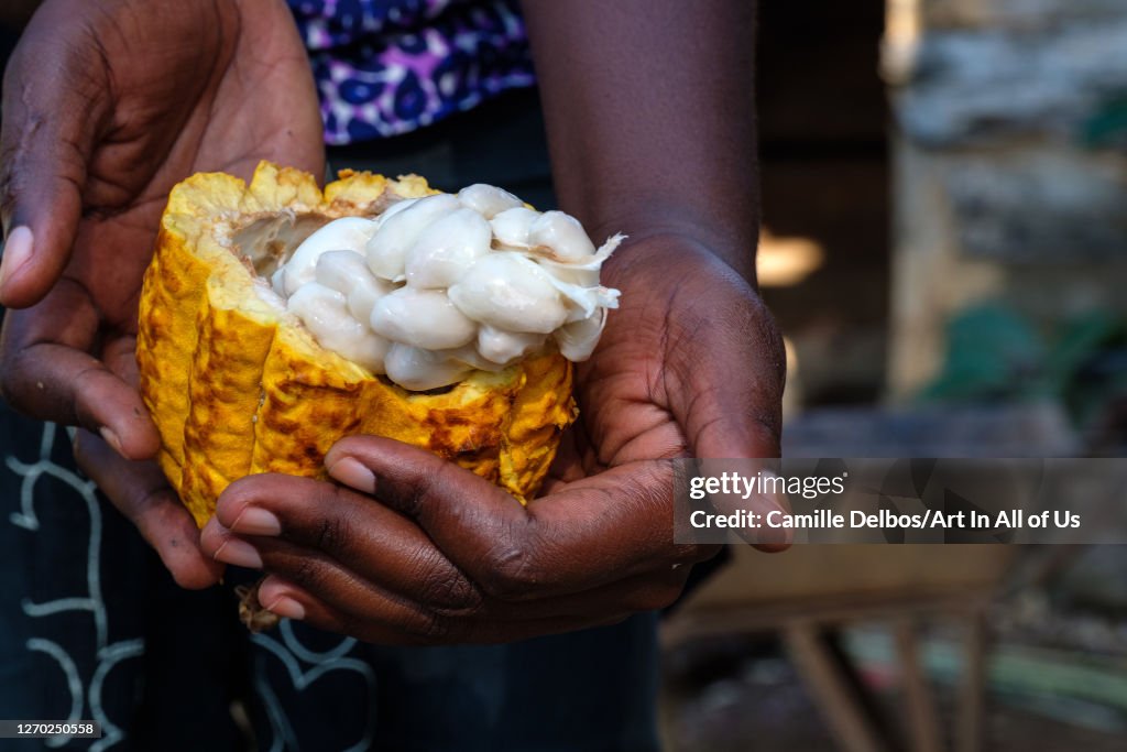 Close up on cocoa beans in a halved pod, Bunjako, Central Region, Uganda