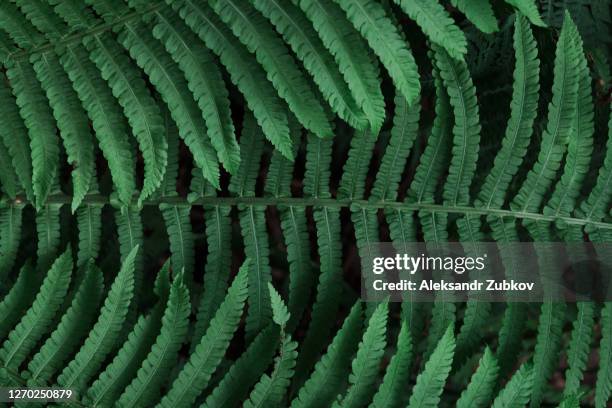 green fern leaf close up - farn freisteller stock-fotos und bilder