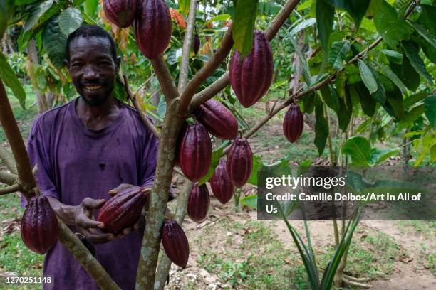 Farmer checks a pod growing on a cocoa tree on Septembre 25, 2018 in Bunjako, Central Region, Uganda.