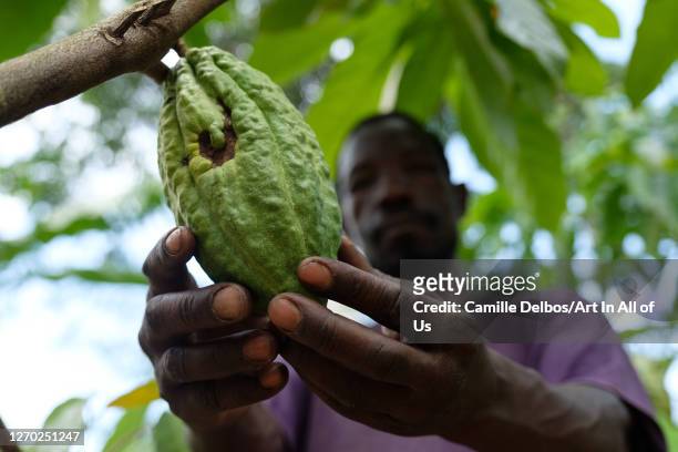 Farmer checks a pod growing on a cocoa tree on Septembre 25, 2018 in Bunjako, Central Region, Uganda.