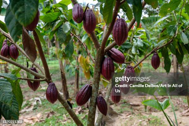 Pod growing on a cocoa tree on Septembre 25, 2018 in Bunjako, Central Region, Uganda.