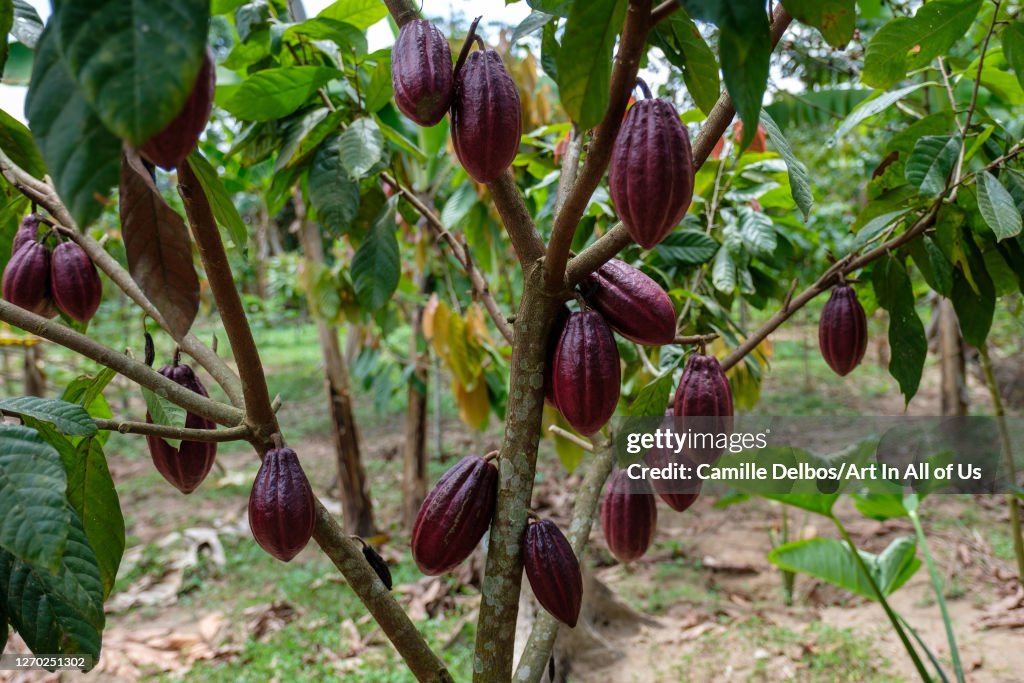 Coco Growing Pod growing on a cocoa tree on Septembre 25, 2018 in Bunjako, Central ...