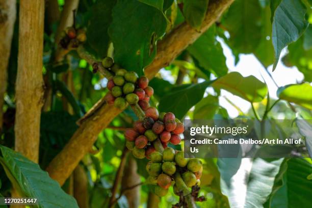 Coffee seeds ripening on a coffee tree on Septembre 25, 2018 in Bunjako island, Mpigi district, Uganda.
