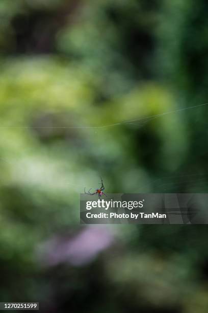 redback spider. - redback spider stock pictures, royalty-free photos & images