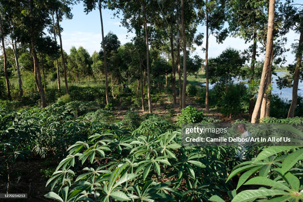Cassava trees in a plantation, Bunjako, Central Region, Uganda