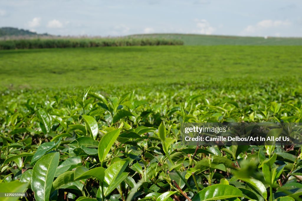 Close up on tea leaves in a tea plantation landscape, Lugalambo, Eastern Region, Uganda