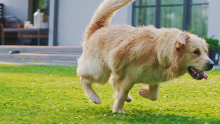https://media.gettyimages.com/id/1270257297/video/loyal-golden-retriever-dog-running-across-green-backyard-lawn-top-quality-pedigree-dog-breed.jpg?b=1&s=640x640&k=20&c=LjlnSh_M3bowduBEjlt7ea-Cl4WtkziTLqI6yM4JIms=