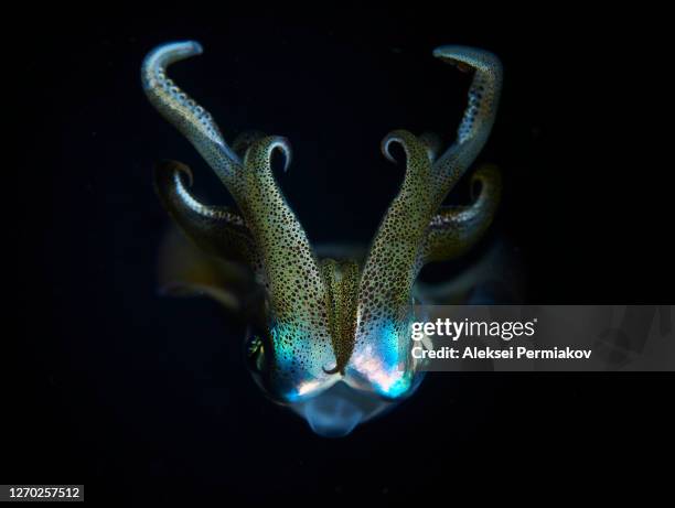 reef squid at the night dive - sea mollusc stock pictures, royalty-free photos & images