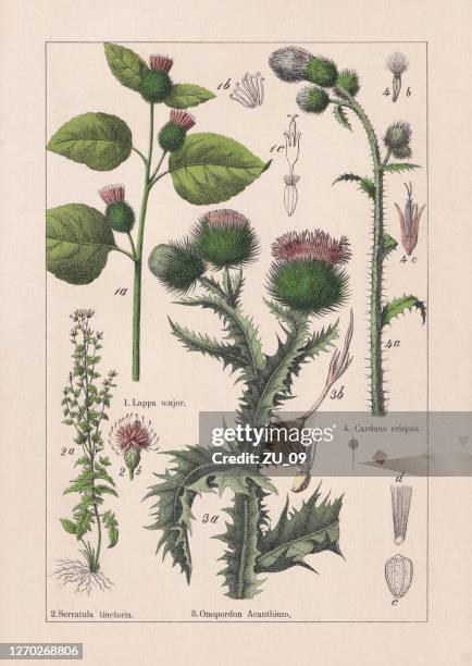 magnoliids, asteraceae, chromolithograph, published in 1895 - greater burdock stock illustrations