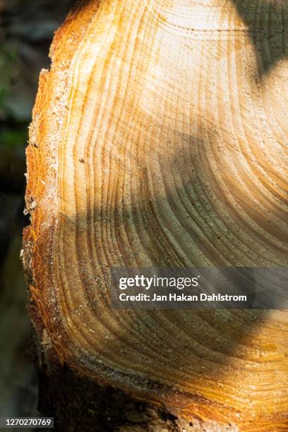 Spruce Rings 19 Spruce Wood Rings Stock Photos, High-Res Pictures, and Images ...