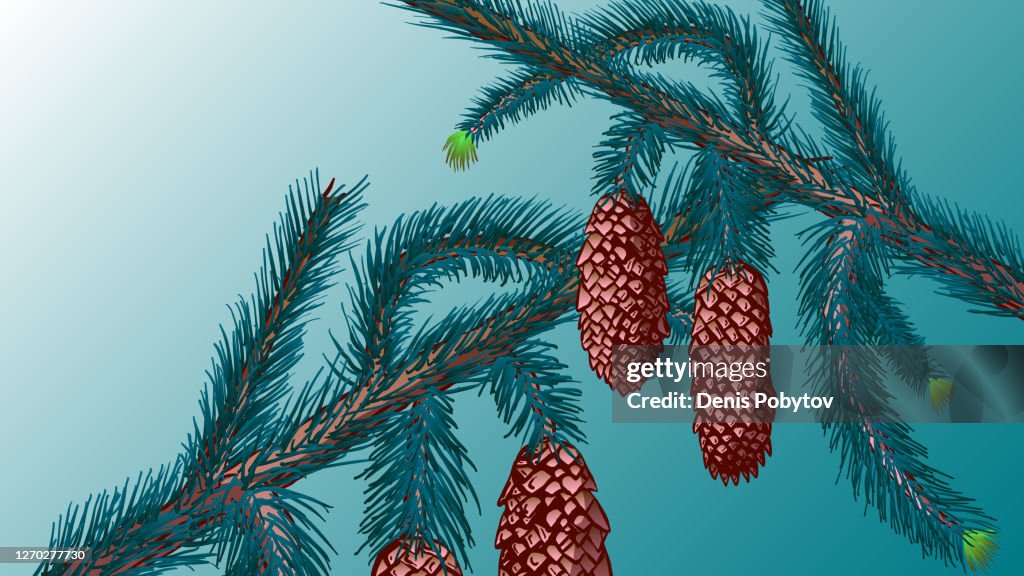 Spruce cones on the branches Close-up.