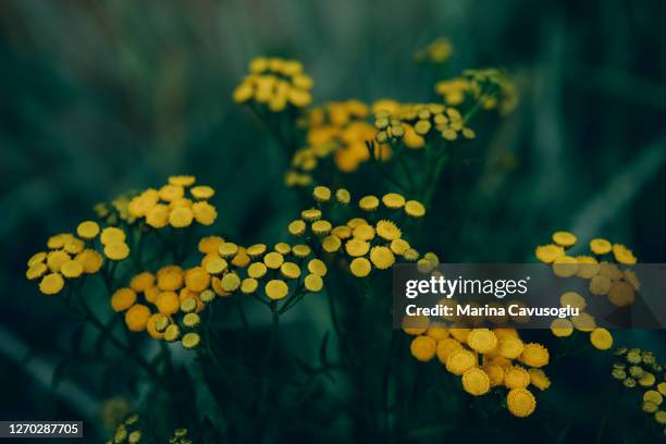 yellow tansy flowers background. - tansy stock pictures, royalty-free photos & images