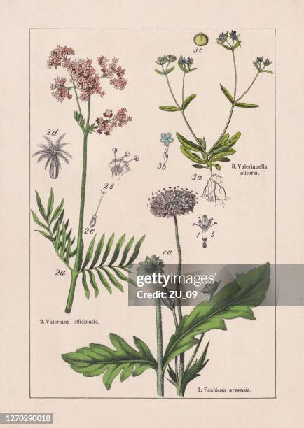 magnoliids, caprifoliaceae, chromolithograph, published in 1895 - valeriana officinalis stock illustrations