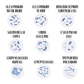 9 most pathogenic bacteria: Escherichia Coli, Staphylococcus Aureus, Streptococcus, Clostridium, Salmonella. Dangerous infections. Bacteriology. Morphology. Microbiology. Vector flat illustration