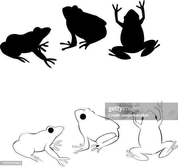 ilustraciones, imágenes clip art, dibujos animados e iconos de stock de ranas - zoology