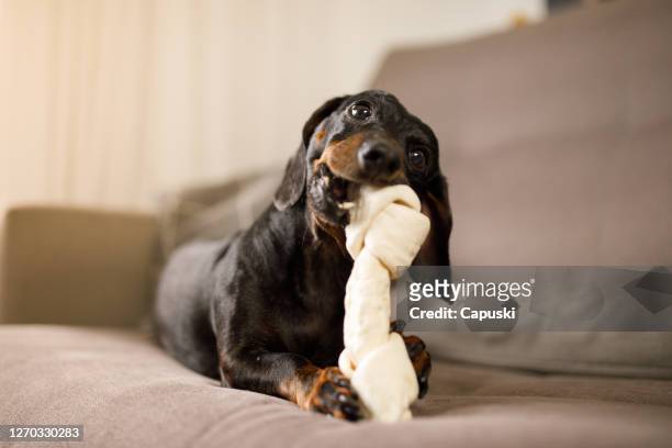 dachshund royendo un hueso de perro en el sofá - teckel fotografías e imágenes de stock