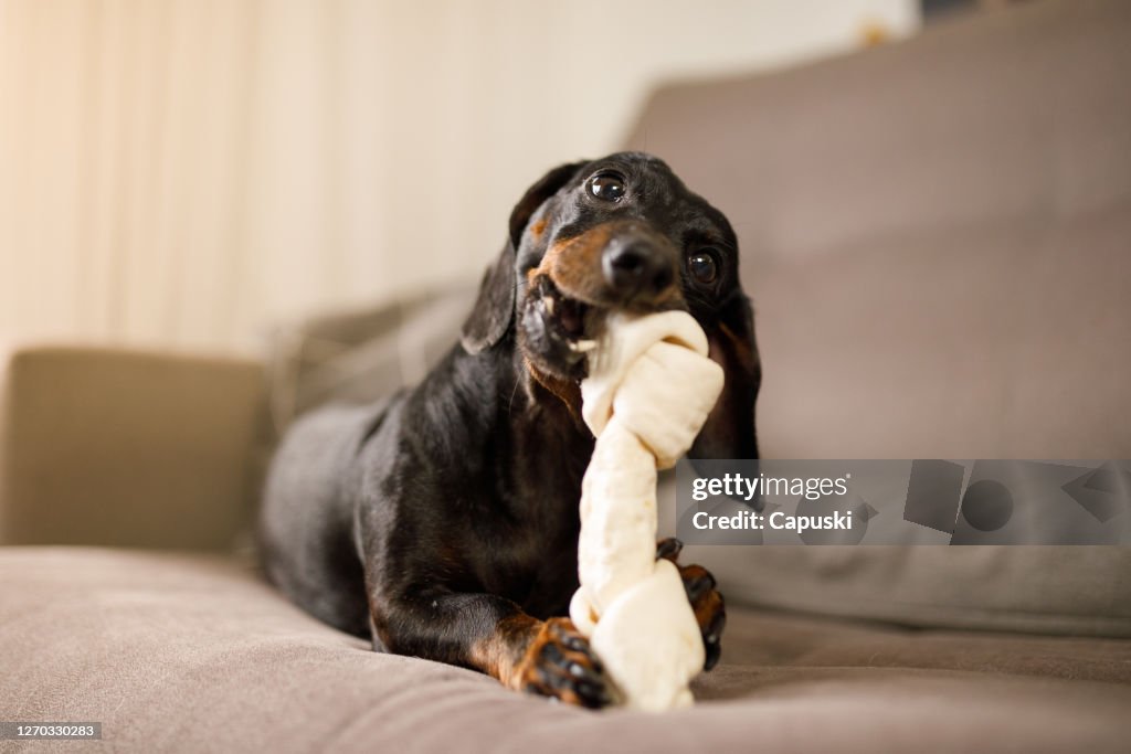 Teckel knagen een hond bot op de bank