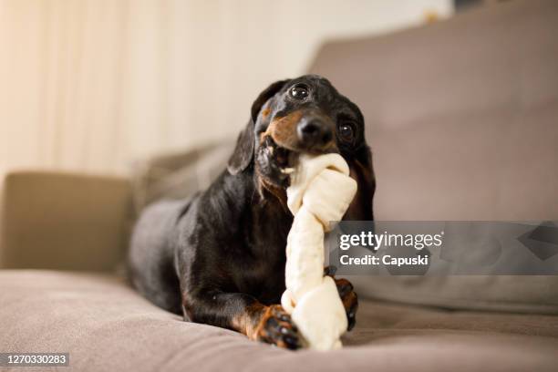 teckel knagen een hond bot op de bank - dog with a bone stockfoto's en -beelden