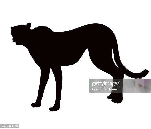illustrazioni stock, clip art, cartoni animati e icone di tendenza di animale ghepardo africano silhouette - ghepardo