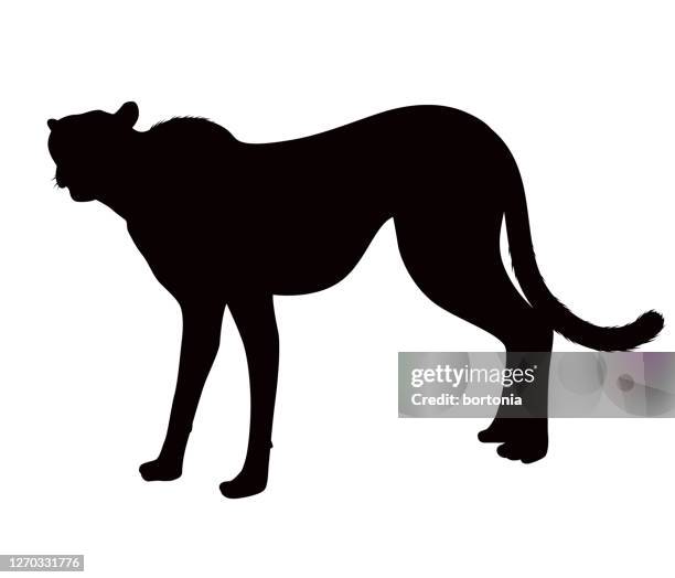 stockillustraties, clipart, cartoons en iconen met afrikaans cheetah dier silhouet - jachtluipaard