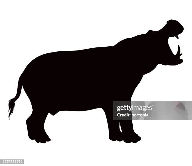 afrikanische hippopotamus tier silhouette - gähnen stock-grafiken, -clipart, -cartoons und -symbole