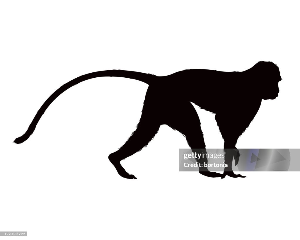 African Vervet Monkey Animal Silhouette