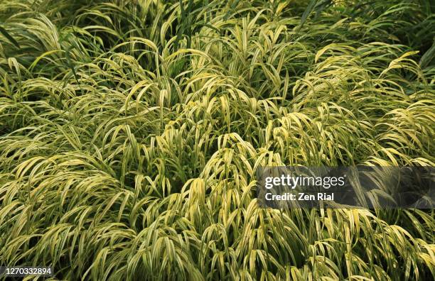 acorus gramineus 'ogon' (golden variegated sweet flag) ornamental grass - sweet flag or calamus (acorus calamus) stock pictures, royalty-free photos & images
