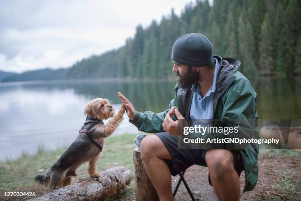 young adult man is playing with his dog while on camping - animal trainer stock pictures, royalty-free photos & images