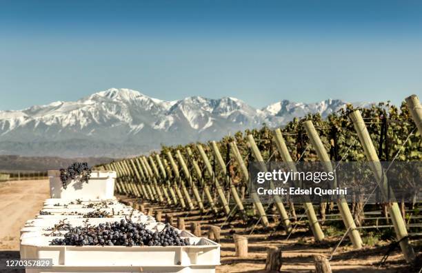 malbec druivenoogst. lujan de cuyo, mendoza, argentinië. - mendoza stockfoto's en -beelden