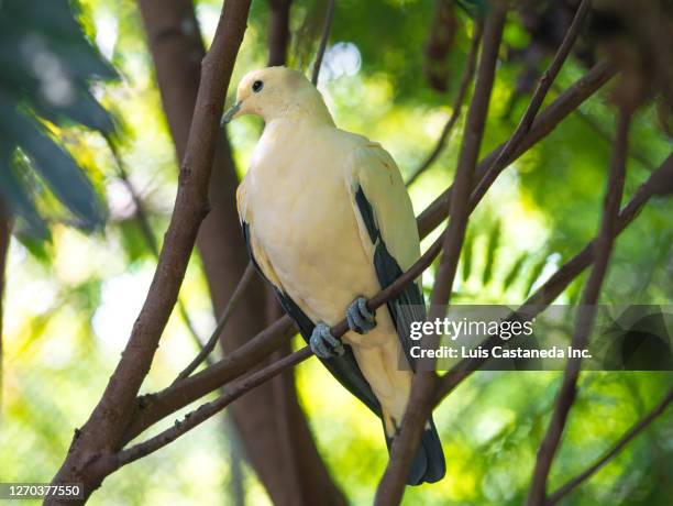 pied imperial pigeon (ducula bicolor) - pigeon ducula stock pictures, royalty-free photos & images