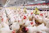 Indoors chicken farm, chicken feeding, farm for growing broiler chickens