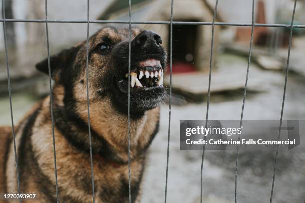 aggressive german shepherd behind bars - german shepherd teeth stockfoto's en -beelden