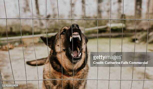 aggressive german shepherd behind bars - animal teeth fotografías e imágenes de stock
