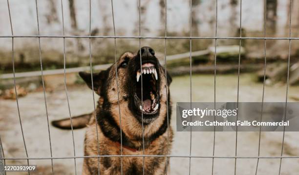 aggressive german shepherd behind bars - barking animal stock pictures, royalty-free photos & images