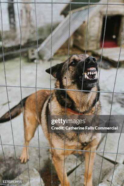 aggressive german shepherd behind bars - german shepherd angry photos et images de collection