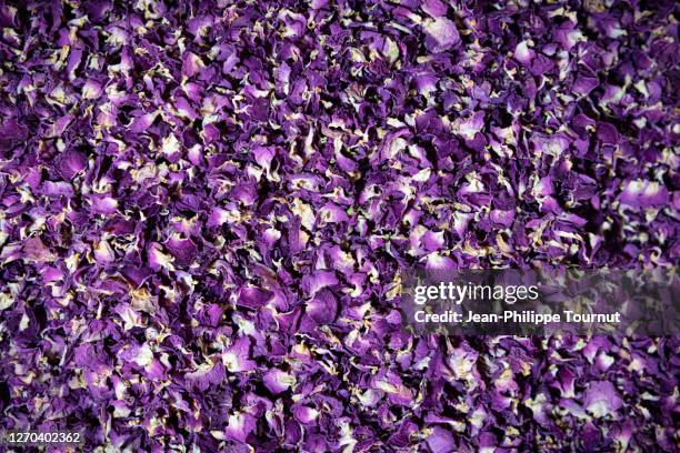 dried petals of purple flowers - rosa violette parfumee photos et images de collection