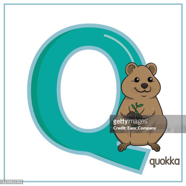 illustrations, cliparts, dessins animés et icônes de illustration vectorielle d’un quokka restant isolé sur le fond blanc. avec la majuscule q pour être utilisé comme matériel pédagogique, laissez les enfants apprendre à connaître l’alphabet anglais. - quokka