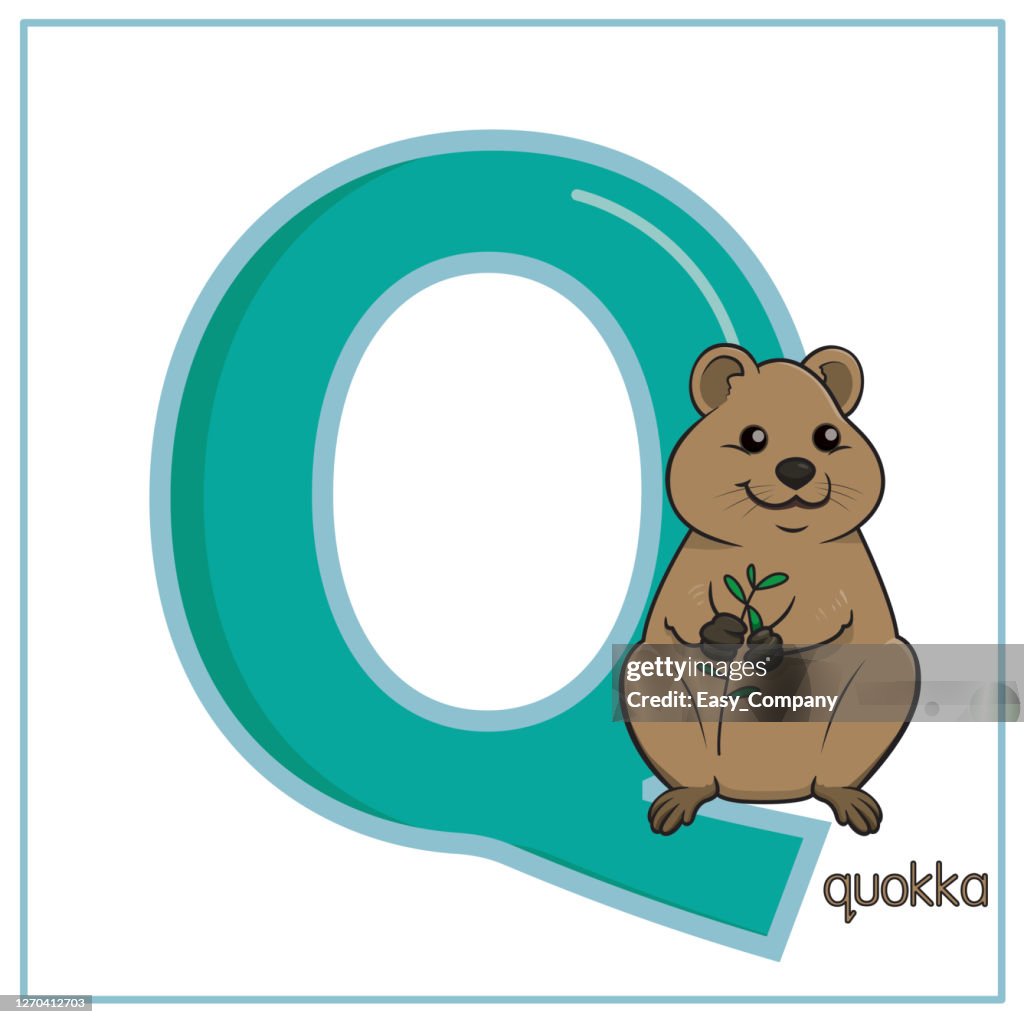Vector illustration of a Quokka standing isolated on white background. With the capital letter Q for use as teaching materials Let children get to know the English alphabet.